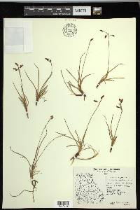 Carex rariflora image