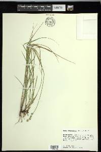 Carex reniformis image