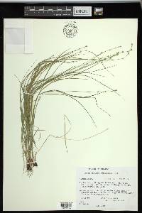 Carex radiata image