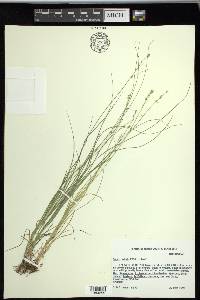 Carex radiata image