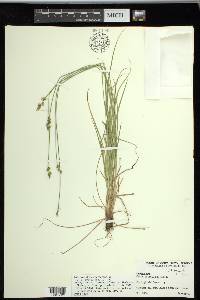 Carex retroflexa image