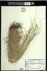 Carex radiata image