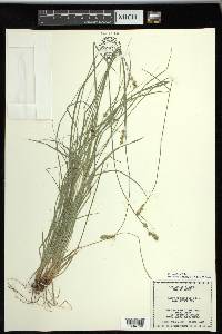 Carex retroflexa image