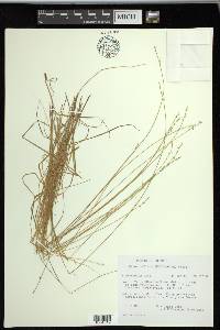 Carex radiata image