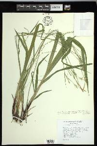 Carex purpurifera image