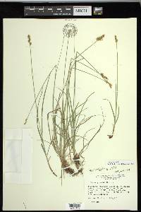 Carex retroflexa image