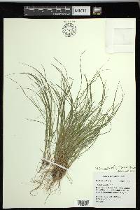 Carex radiata image