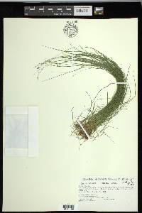 Carex radiata image