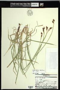 Carex raynoldsii image