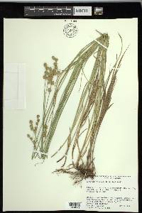 Carex reniformis image