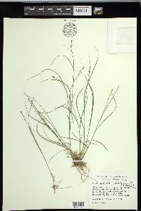 Carex radiata image