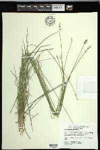 Carex retroflexa image