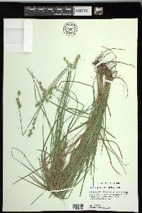 Carex reniformis image