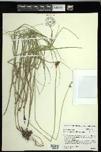 Carex reniformis image