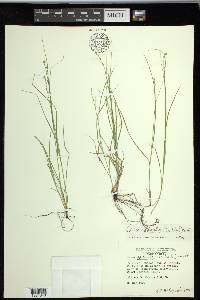 Carex radiata image