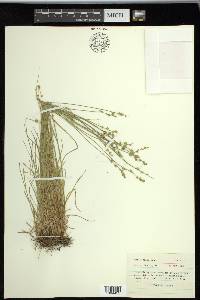 Carex radiata image