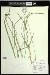 Carex projecta image