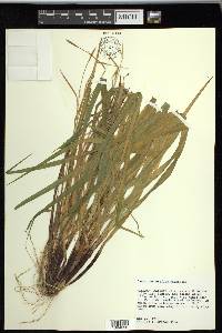 Carex purpurifera image