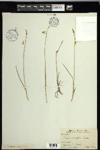 Carex rariflora image