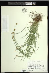 Carex preslii image