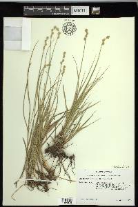 Carex reniformis image