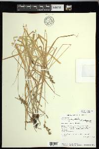 Carex projecta image