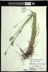 Carex reniformis image