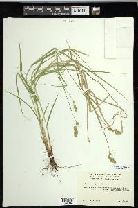 Carex projecta image