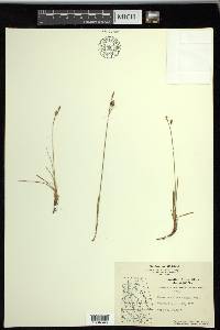 Carex rariflora image