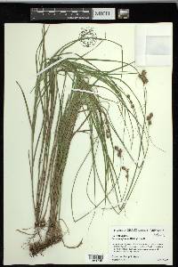 Carex reniformis image