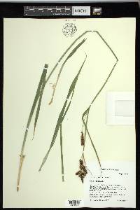 Carex raynoldsii image