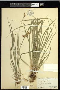 Carex raynoldsii image