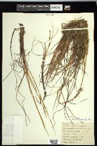 Carex ramenskii image