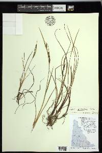 Carex ramenskii image