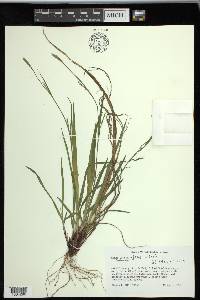 Carex purpurifera image