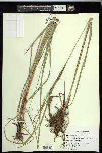 Carex recta image