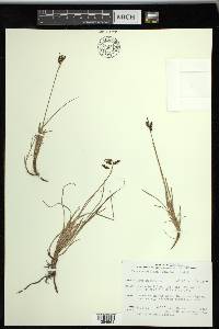 Carex rariflora image