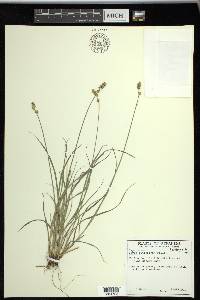 Carex retroflexa image