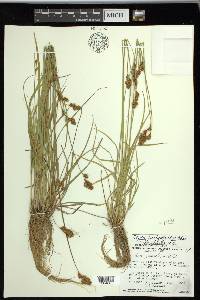 Carex preslii image