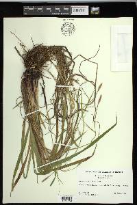 Carex purpurifera image