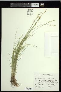 Carex radiata image