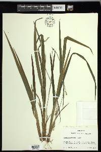 Carex radfordii image