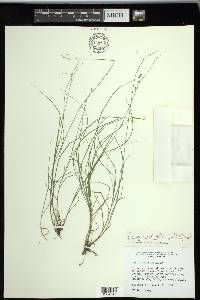 Carex radiata image