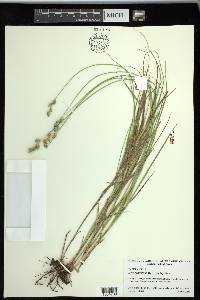 Carex reniformis image