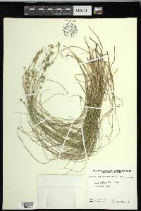 Carex radiata image