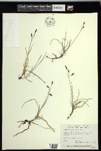 Carex rariflora image