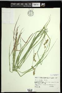 Carex projecta image