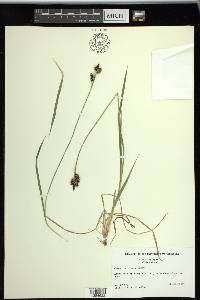 Carex raynoldsii image