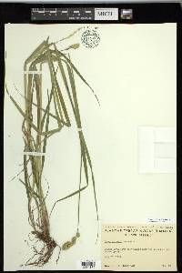 Carex projecta image