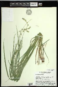 Carex projecta image